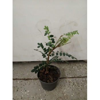 SOPHORA miododajna - sadzonki 10 / 20 cm